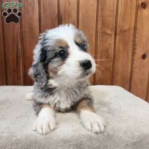 Mindy, Bernedoodle Puppy